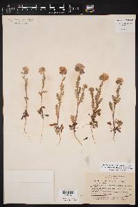 Phacelia strictiflora image