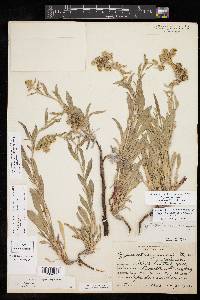 Oreocarya suffruticosa image