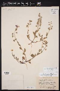 Phacelia patuliflora image
