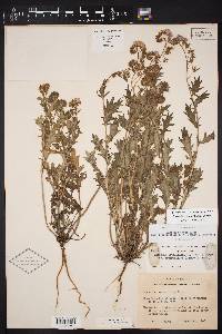 Phacelia patuliflora var. teucriifolia image