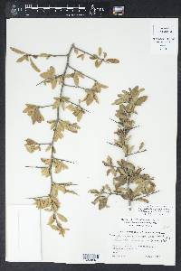 Sideroxylon lanuginosum image