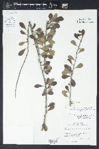 Sideroxylon celastrinum image