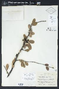 Sideroxylon lanuginosum image