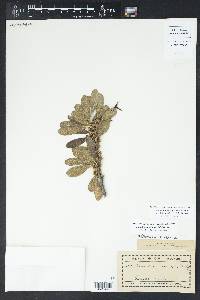 Sideroxylon lanuginosum image