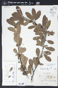 Sideroxylon lanuginosum image