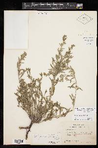 Lithospermum mirabile image