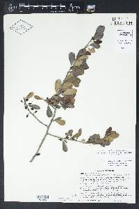 Sideroxylon celastrinum image