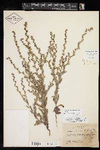 Lappula occidentalis var. cupulata image
