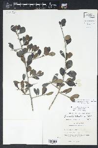 Sideroxylon celastrinum image