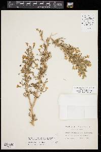 Lycium carolinianum var. quadrifidum image