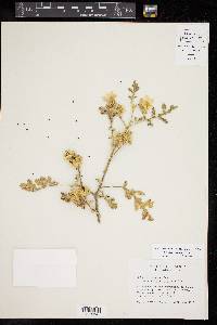 Solanum rostratum image