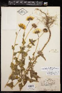 Helianthus praecox var. runyonii image