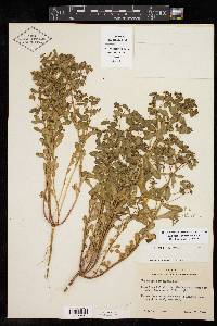 Euphorbia spathulata image