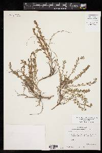 Phyllanthus polygonoides image