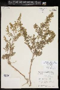 Hedosyne ambrosiifolia image