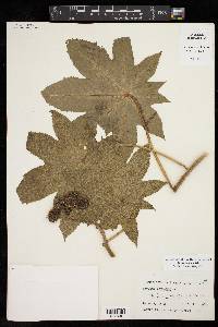 Ricinus communis image