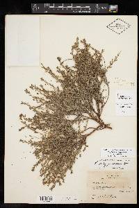 Phyllanthus polygonoides image