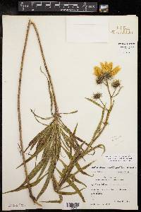 Helianthus salicifolius image