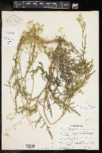 Parthenium hysterophorus image