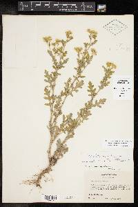 Parthenium confertum image