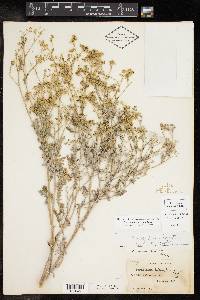 Parthenium confertum image