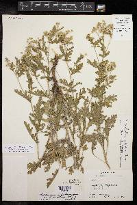 Parthenium confertum image