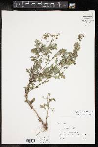 Parthenium confertum image