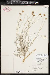 Thelesperma megapotamicum image