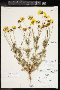 Thelesperma filifolium image