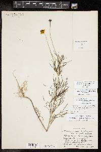 Thelesperma filifolium var. filifolium image