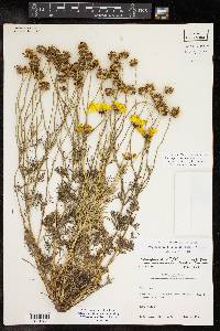 Thelesperma filifolium image