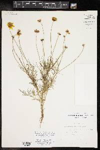 Thelesperma filifolium var. intermedium image