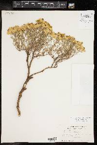 Zinnia grandiflora image