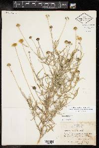 Sidneya tenuifolia image