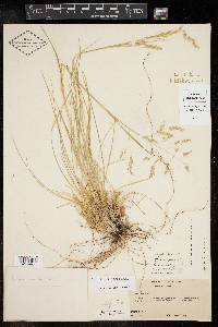 Poa strictiramea image