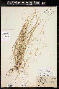 Poa strictiramea image