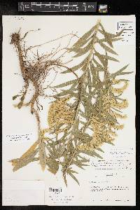 Solidago juliae image