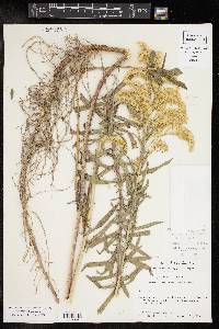 Solidago juliae image