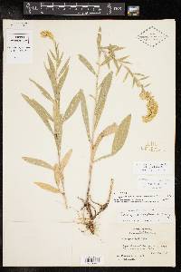 Solidago velutina image