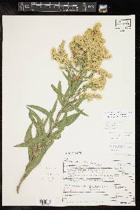 Solidago juliae image