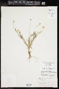 Tetraneuris linearifolia image