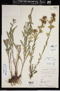 Solidago correllii image