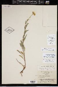 Solidago correllii image