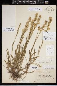 Solidago sempervirens image