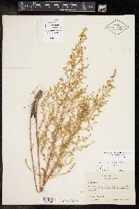 Artemisia dracunculus image