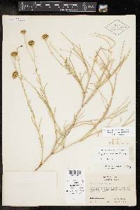 Porophyllum scoparium image