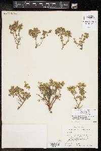 Perityle rupestris var. albiflora image