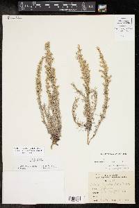 Artemisia carruthii image