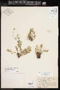 Perityle rupestris var. albiflora image