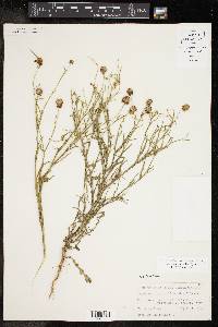 Helenium linifolium image